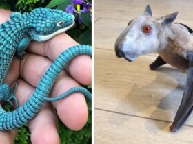 otto animali rarissimi che potrebbero estinguersi