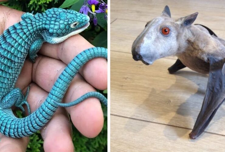 otto animali rarissimi che potrebbero estinguersi